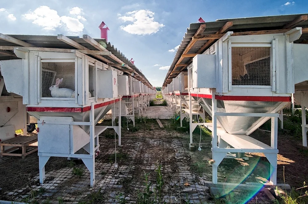 Крольчатник ферма